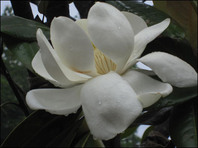 泰山木（タイサンボク）の花