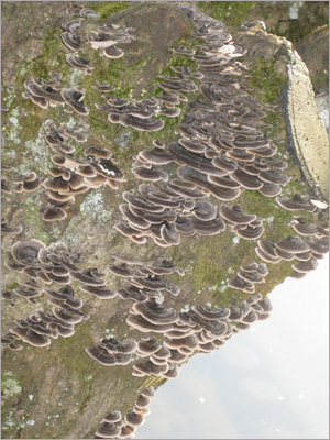 groundcanyon.jpg