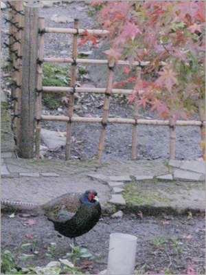 くびすくめ