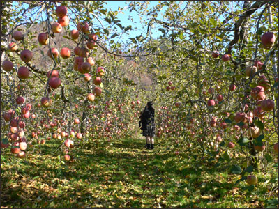りんごの花道