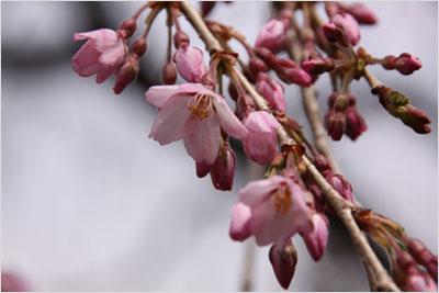 ５分咲きの桜